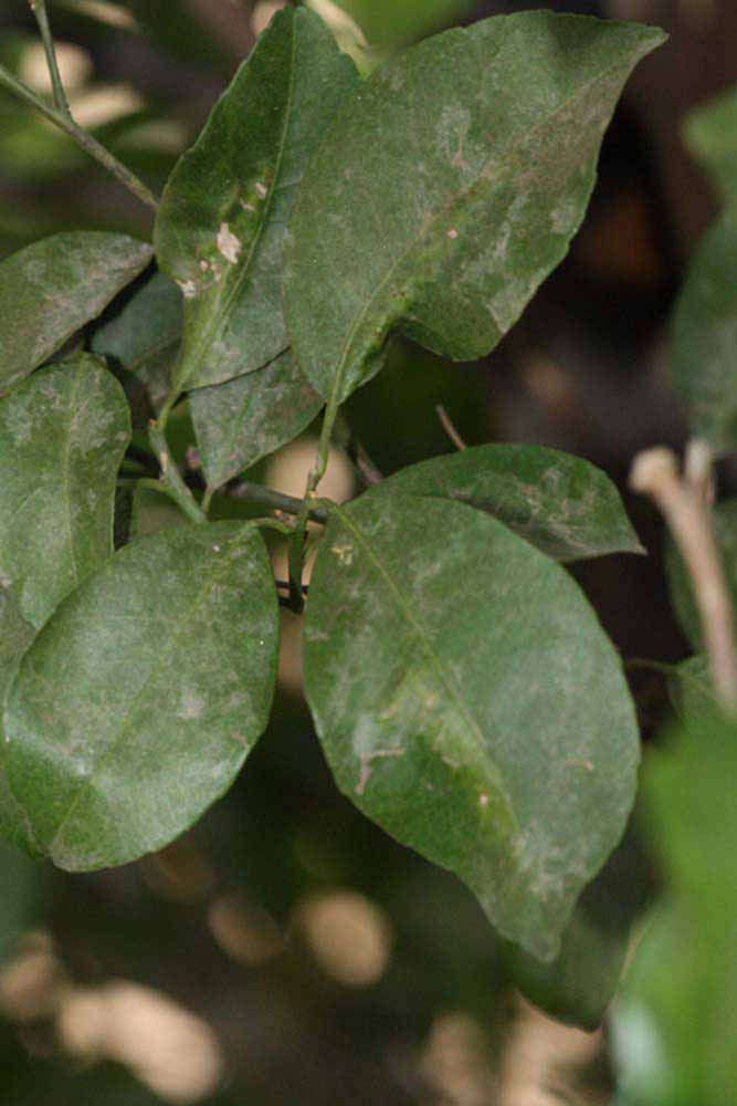              Shade leaves (Riverside, CA)       